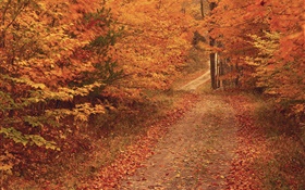秋、木、道路、紅葉 HDの壁紙