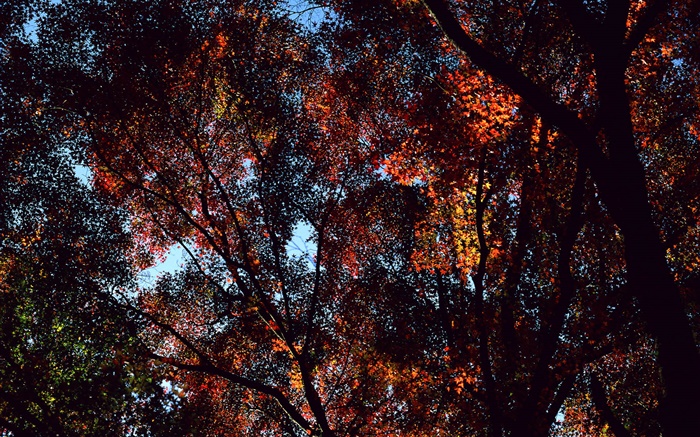 秋、木、ビュートップ、カエデの葉 壁紙 ピクチャー
