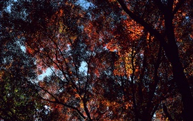 秋、木、ビュートップ、カエデの葉 HDの壁紙