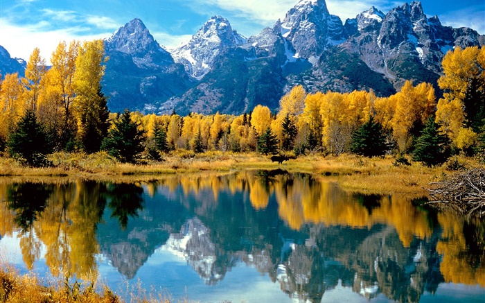 秋、木、黄色、湖、山 壁紙 ピクチャー