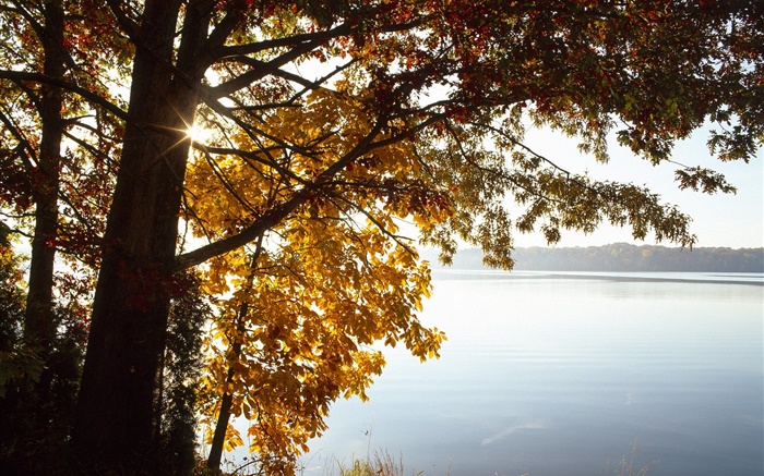 秋には、黄色、ツリー、湖、日を残します 壁紙 ピクチャー