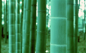 竹クローズアップ、ボケ味 HDの壁紙