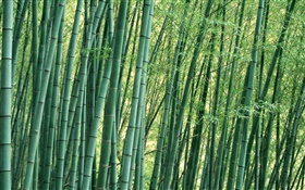 竹クローズアップ、森林、夏 HDの壁紙