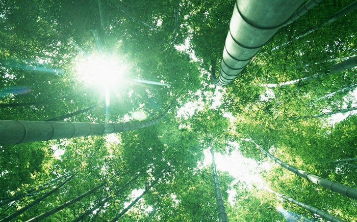 竹の森、太陽の光、緑の葉を調べます 壁紙 ピクチャー