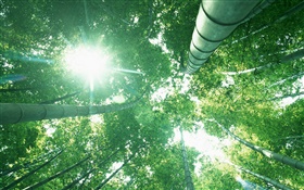 竹の森、太陽の光、緑の葉を調べます HDの壁紙
