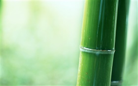 竹部分クローズアップ HDの壁紙