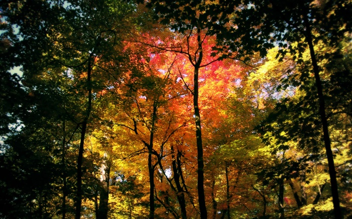 美しい秋の森、紅葉 壁紙 ピクチャー