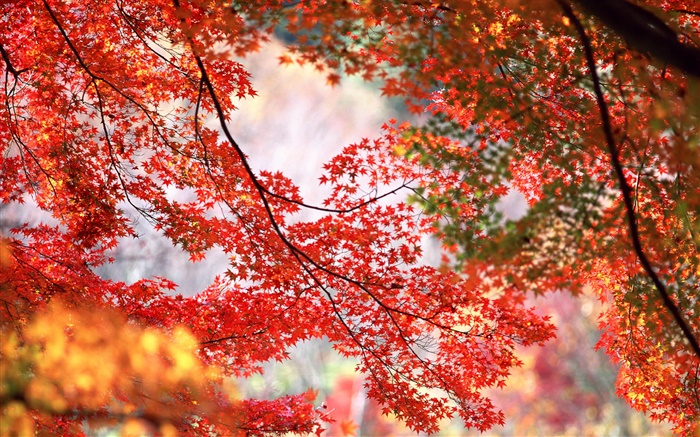 美しい秋、木、小枝、赤いカエデの葉 壁紙 ピクチャー