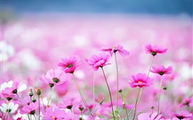 美しいkosmeyaの花、ボケ味 HDの壁紙