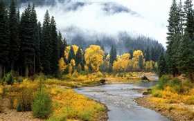 美しい自然の風景、森、木、霧、川、秋 HDの壁紙