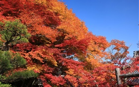 美しい赤、秋、葉、木