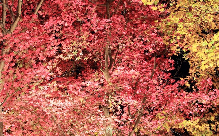 美しい紅葉、カエデの木、秋 壁紙 ピクチャー