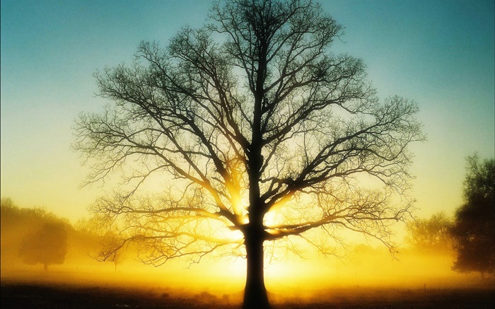 美しい日の出 木 日 夜明け Hdの壁紙 自然 壁紙プレビュー Ja Hdwall365 Com
