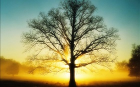 美しい日の出、木、日、夜明け HDの壁紙