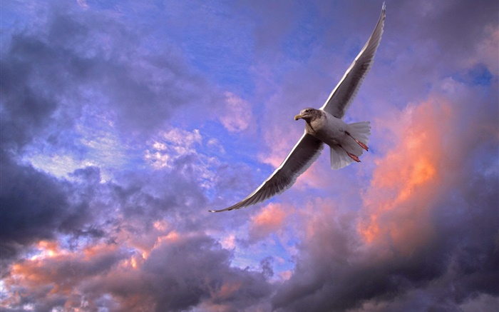 鳥は空 夕焼け 雲を飛んで Hdの壁紙 鳥類 壁紙プレビュー Ja Hdwall365 Com