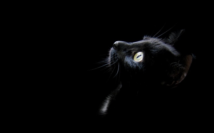 黒猫、黒の背景 壁紙 ピクチャー