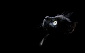 黒猫、黒の背景 HDの壁紙