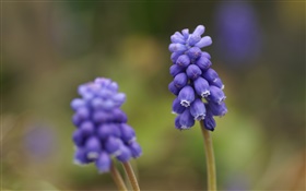青色のムスカリの花、ぼかし背景 HDの壁紙