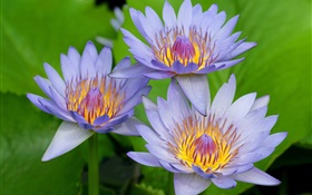蓮の青紫色の花びら