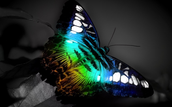 蝶のマクロ、青、黒の色 壁紙 ピクチャー