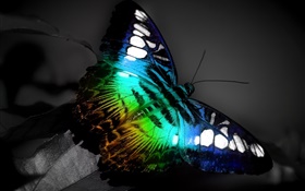 蝶のマクロ、青、黒の色