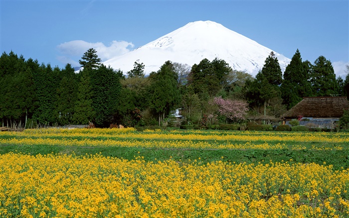 キャノーラの花のフィールド、木、日本富士山、 壁紙 ピクチャー