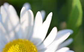 カモミールの花白い花びらマクロ撮影