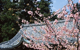 桜、公園、東京、日本