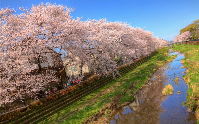 桜の花、咲く、運河、家、春 壁紙 ピクチャー