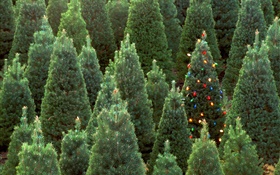 クリスマスツリー、ライト HDの壁紙