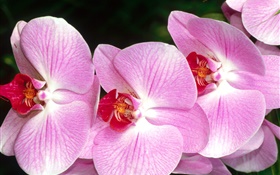 蝶蘭、ピンクの花びらのクローズアップ HDの壁紙