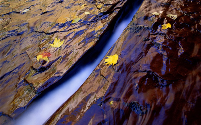 クリーク、水、岩、黄色の葉 壁紙 ピクチャー