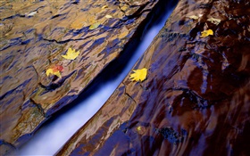 クリーク、水、岩、黄色の葉 HDの壁紙