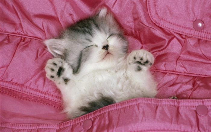 ベッドの中でかわいい子猫の睡眠 壁紙 ピクチャー