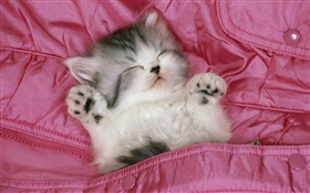 ベッドの中でかわいい子猫の睡眠