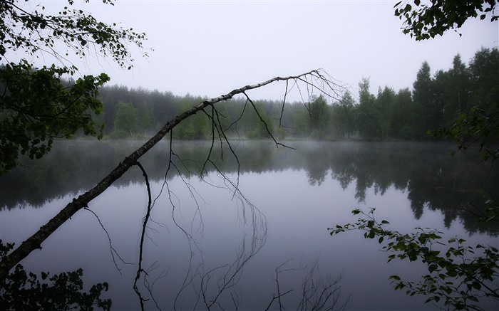 夜明け、池、森、木、霧 壁紙 ピクチャー