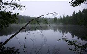 夜明け、池、森、木、霧