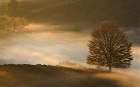 夜明け、木、草、霧 HDの壁紙