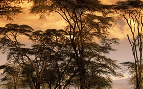 夕暮れの風景、木 HDの壁紙