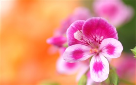花のマクロ撮影、ピンク、白の花びら、ボケ味 HDの壁紙