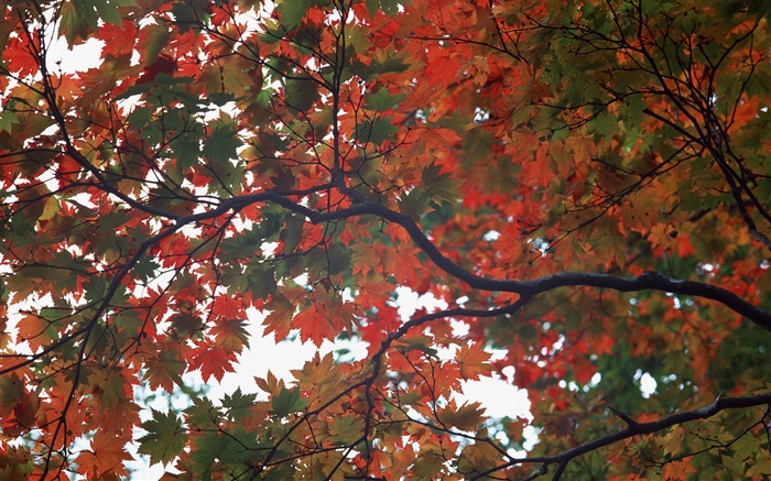 森、秋、木、カエデの葉 壁紙 ピクチャー