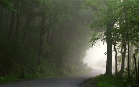 森、道路、木、霧、朝