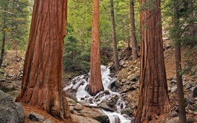 森、木、小川、岩 HDの壁紙