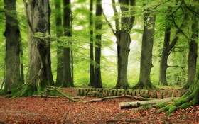 森、木、緑、Desktopographyデザイン