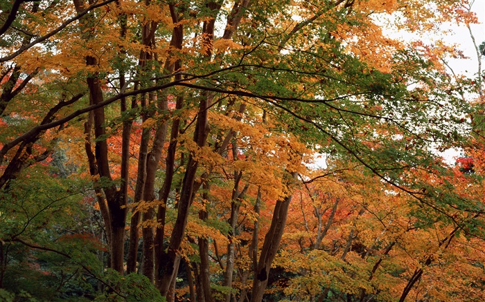 森、秋の木々、黄色の葉 壁紙 ピクチャー