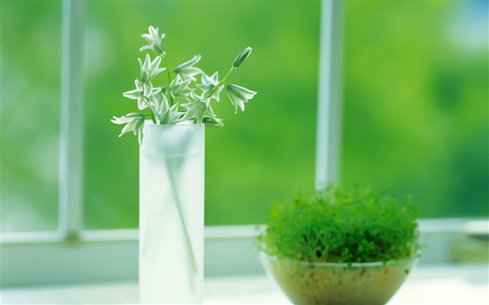 ガラスカップ、植物、緑、窓、春 壁紙 ピクチャー