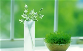 ガラスカップ、植物、緑、窓、春