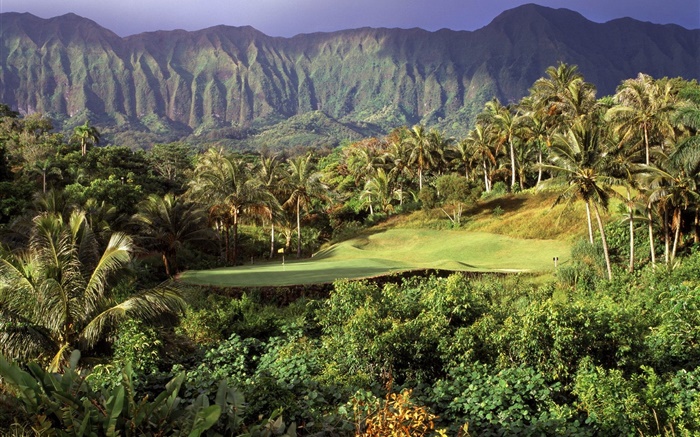 ゴルフ芝生、ヤシの木、山、ハワイ、アメリカ 壁紙 ピクチャー