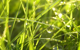 雨の後の芝生、水滴、日光