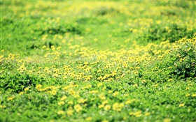 芝生、芝生、黄色の野生の花